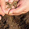 Sowing Seed for Cultivation